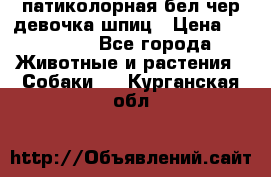 патиколорная бел/чер девочка шпиц › Цена ­ 15 000 - Все города Животные и растения » Собаки   . Курганская обл.